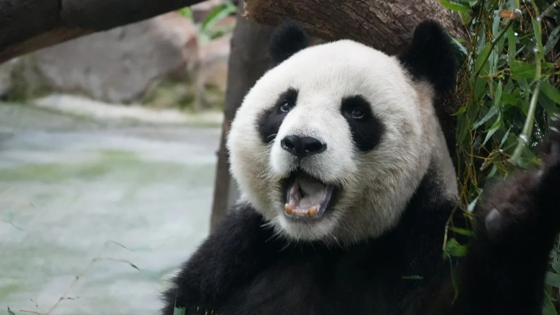 Panda Bond Dipastikan Perkuat Rupiah, Purbaya Akui Ada Pihak Tak Suka