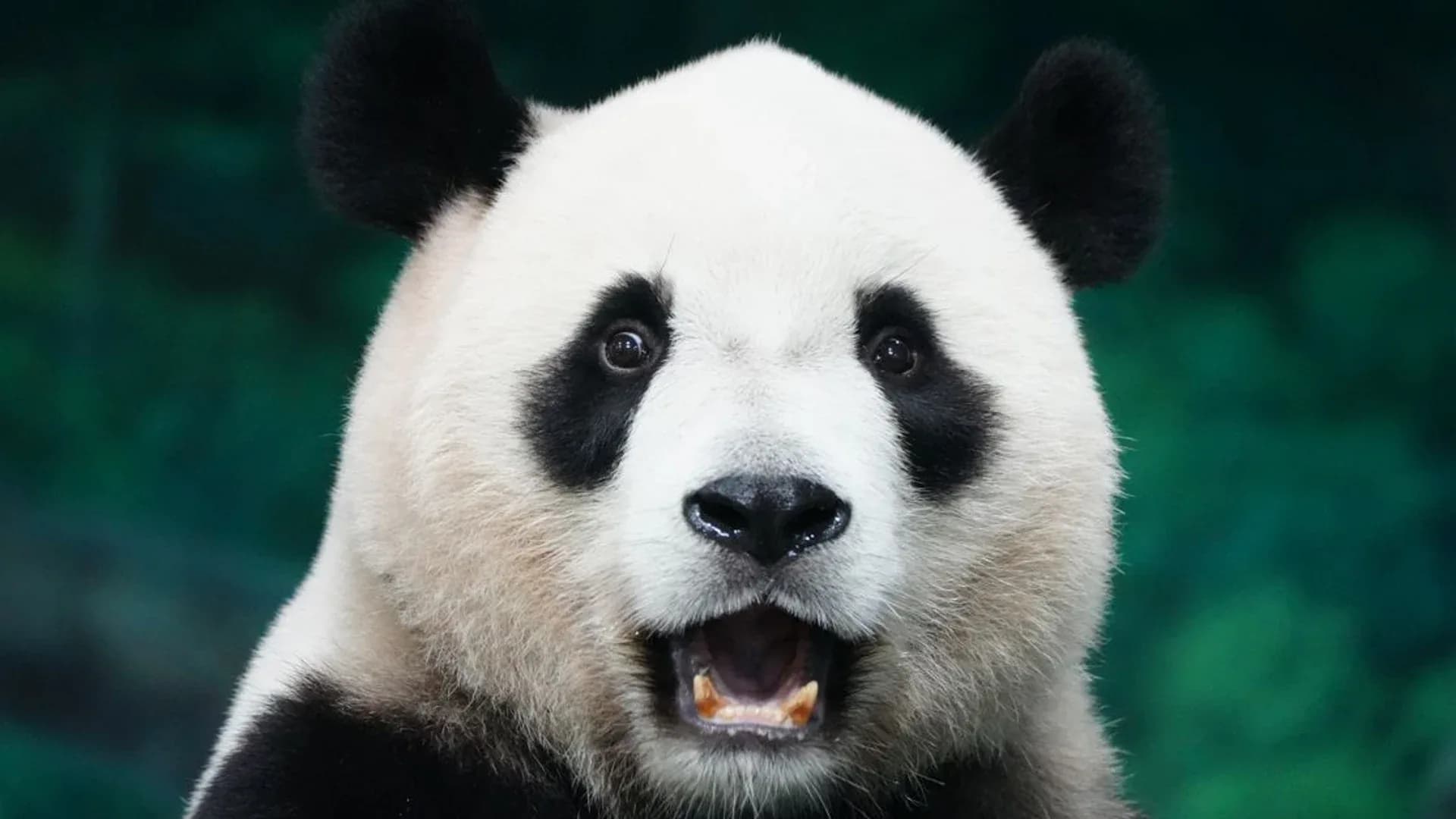 Panda Bond: Strategi Indonesia Kurangi Ketergantungan Dolar AS