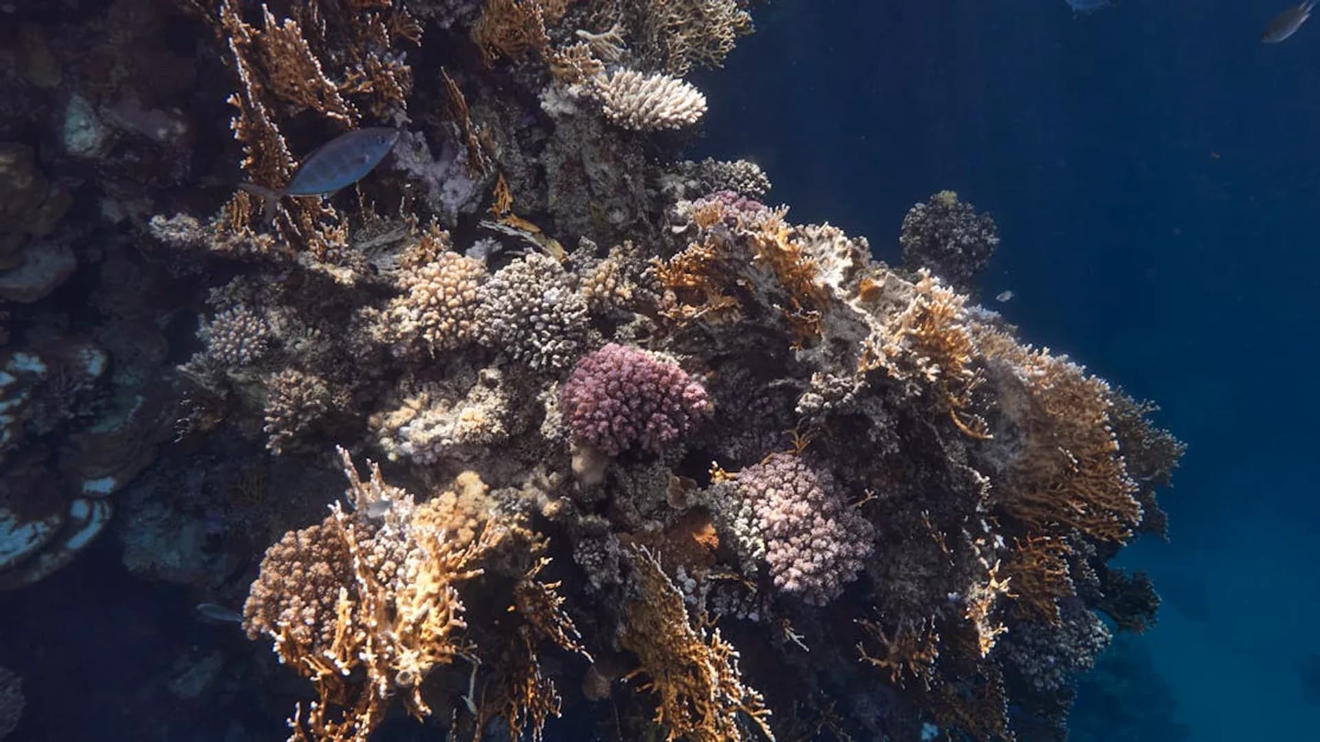 Terumbu karang kawasan Wakatobi — ilustrasi biodiversitas laut Segitiga Karang