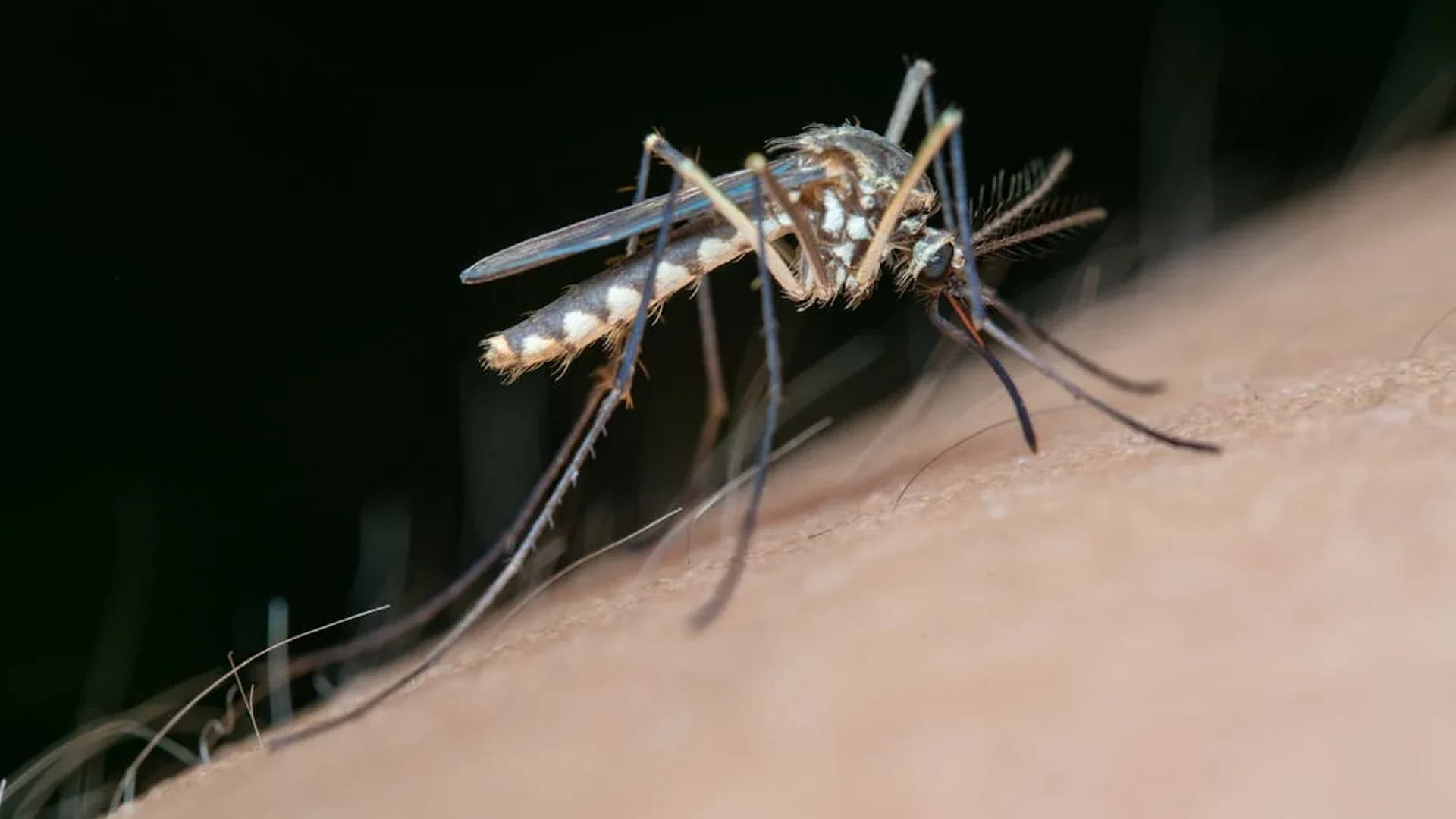 Vaksin malaria — status WHO dan target eliminasi Indonesia