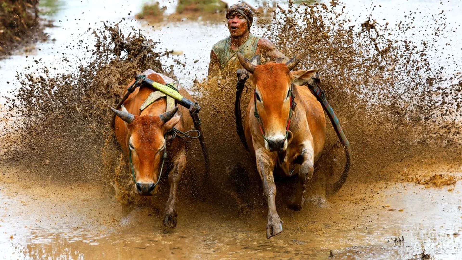 Riset Genetik Ungkap Mengapa Umur Panjang Bawa Risiko Penyakit Tua